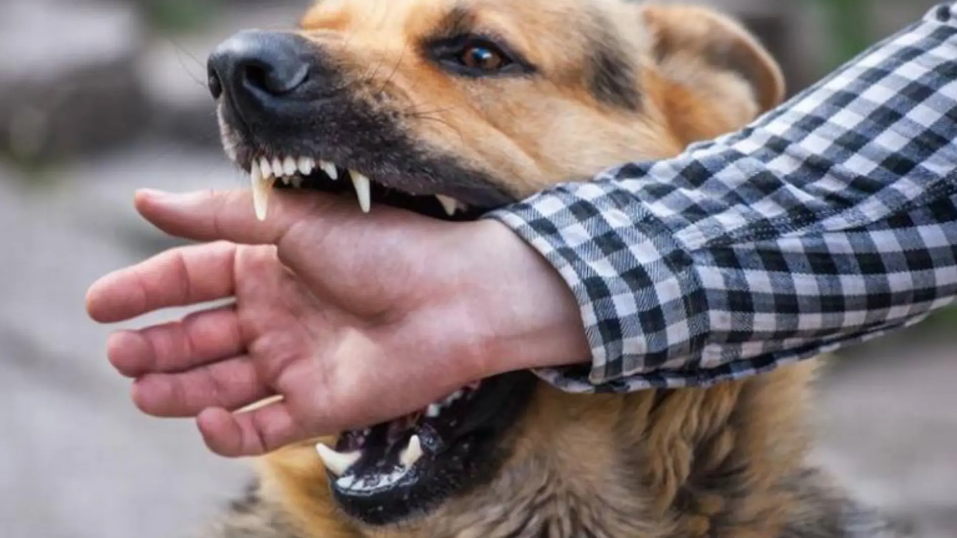 mordedura de perro con rabia